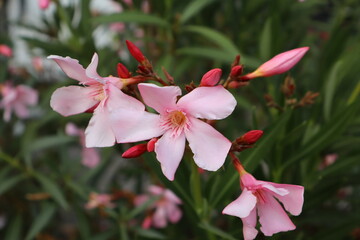 Delicate Pink Blossoms in Bloom