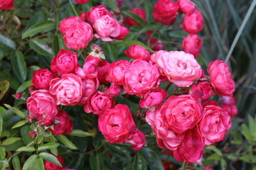 Beautiful Pink Blossoms in Bloom