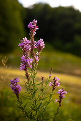 Obraz premium Purple loosestrife is an invasive purple flower found in meadows