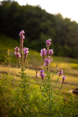 Purple loosestrife is a common invasive plant in fields