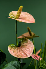 Elegant Pink Anthurium Flowers Against a Green Background