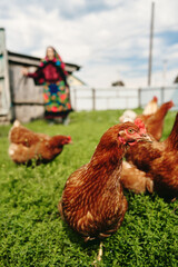 Senior woman, 80 years old, on a farm