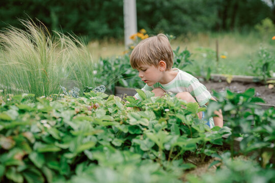 A young child crouches beside a garden bed, carefully examining vibrant green plants. The setting is a sunny garden filled with various plants and flowers in full bloom, indicating summer.