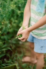 A child is in a lush garden, gently holding freshly picked vegetables. The sun is shining, and the greenery surrounds the joyful moment of harvesting.