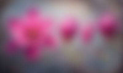 Soft focus abstract background of vibrant pink flower petals in a delicate arrangement