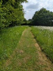 Obraz premium A gentle walk through British autumn woodland paths lots of trees and leaves