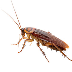 Cockroach isolated on transparent background  

