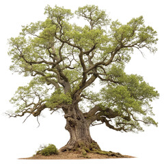 Fototapeta premium Majestic ancient oak tree isolated on transparent background 