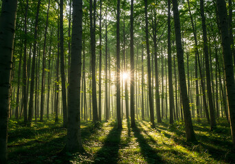 Obraz premium Bright Sunlight in Dense Trees, Scenic Forest with Long Shadows