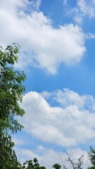 Obraz premium Heavenly Canopy ​Reaching for the Blue ​Where the Branches Meet the Sky ​Nature's Frame ​A Glimpse of Blue ​The Sky Beyond the Boughs ​Branches and Billows ​Above the Treetops ​Framed in Forest