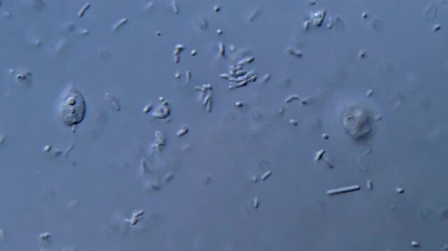 Movement of bacteria in pond water under microscope 