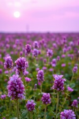 Fototapeta premium Serene Lavender Field Sunrise Sunset