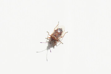 Close up of a small birch catkin bug (Kleidocerys resedae) on a white background. Family Lygaeidae. September, Netherlands