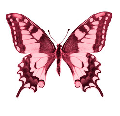 Swallowtail butterfly, close-up. butterfly with spread wings, isolated on white.