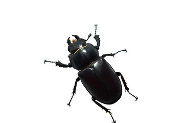 The stag beetle is a large beetle of the genus Lucanus in the stag beetle family, on a PNG...