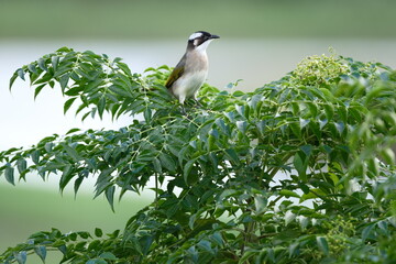 Chinese Bulbul Perched on Green Branch in Taipei
