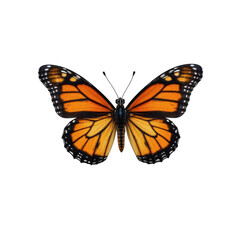 Fototapeta premium butterfly isolated