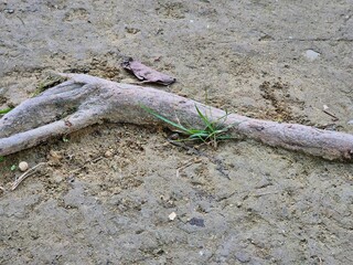 Exposed tree root on dry cracked soil with small green grass growing nearby