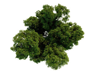 Dense green treetop cluster from high angle