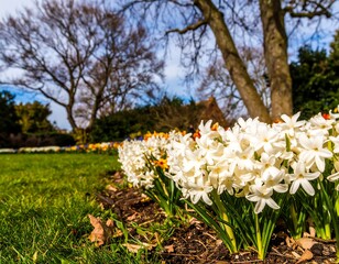 Spring flowers in a park
