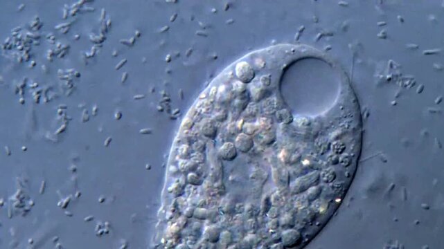 Protozoa swimming in pond water under microscope 