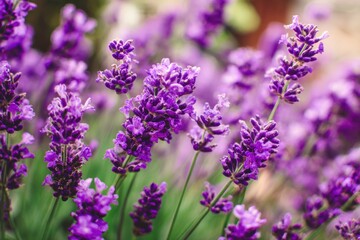 Obraz premium A vibrant display of purple lavender blossoms in a garden setting, showcasing delicate flower clusters and lush green foliage.