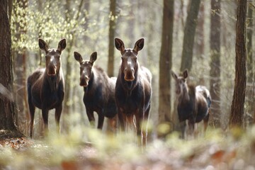 Fototapeta premium Four moose stand alert in a sunlit forest, their stances suggesting a watchful, curious mood.