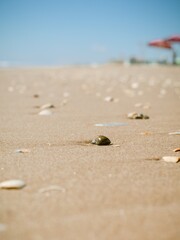 Sea shells at the beach called 
