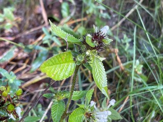 Ballade dans le vercors &agrave; Villard de lans en france