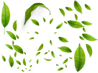 Freshness leaves flying relaxation isolated transparent backgrounds 3d rendering png - 1