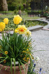 bright yellow flowers in a clay pot in a city park. plants in the botanical garden