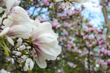 delicate white magnolia. branch with flowers and buds. magnolia liliflora. floral background