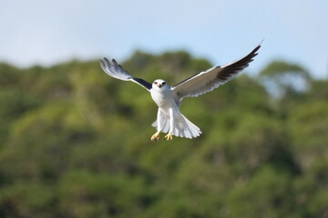 Black-winged Kite in Flight over Taipei City, Taiwan