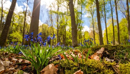 Spring forest floor with blue flowers