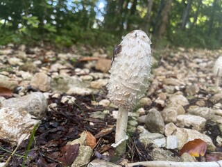 Ballade dans le vercors &agrave; Villard de lans en france