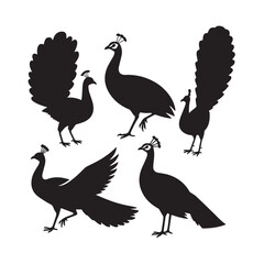 Fototapeta premium A vector collection of peacock silhouettes in various popular poses and stances.