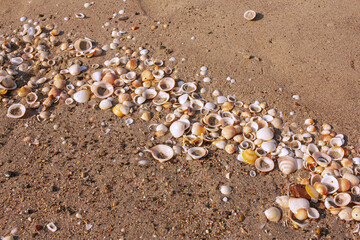 Seashells diverse collection