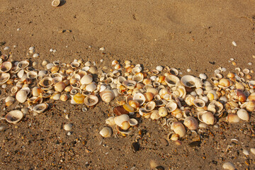 Seashells diverse collection