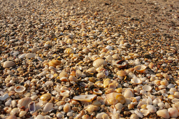 Seashells diverse collection