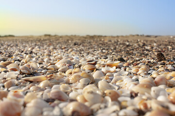 Seashells diverse collection