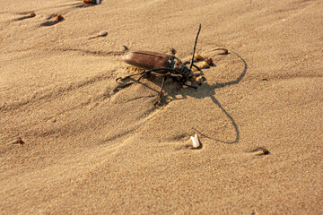 Titanus giganteus Beetle sandy beach