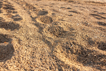 turtle tracks in the sand