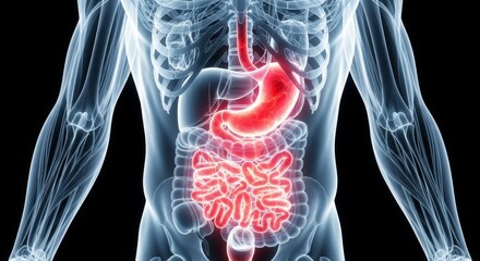 Human body anatomy with highlighted digestive system in red on a black background