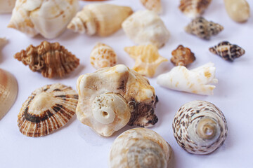 Seashells diverse collection