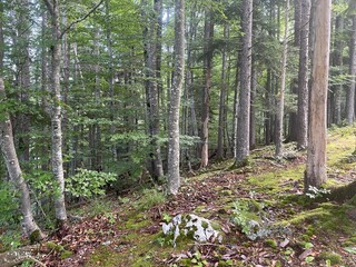 Ballade dans le vercors à Villard de lans en france