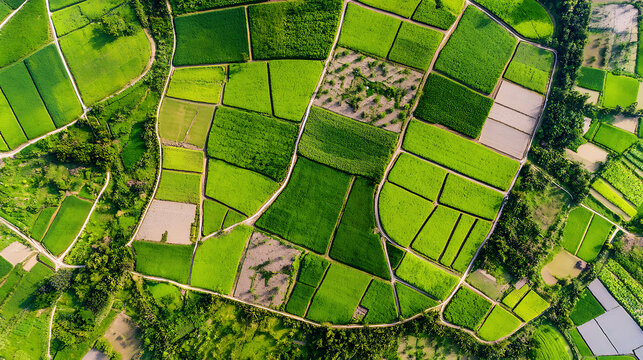 Aerial view of lush green agricultural fields divided into geometric plots