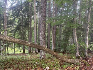 Ballade dans le vercors &agrave; Villard de lans en france