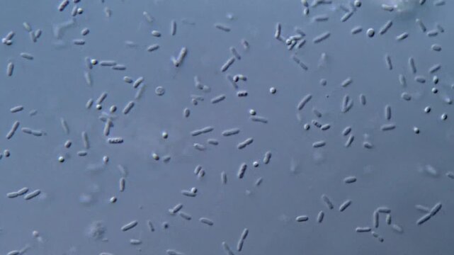 Movement of bacteria under microscopy view 