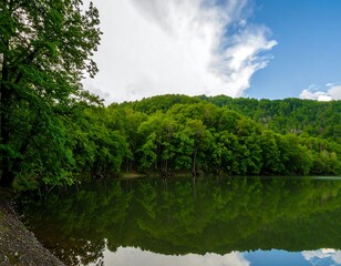 Scenic lake reflecting lush forest