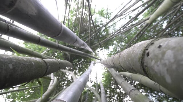 Pohon bambu menjulang dengan batang hijau kokoh dan daun rimbun, melambangkan ketangguhan, kesederhanaan, dan keharmonisan dengan alam.